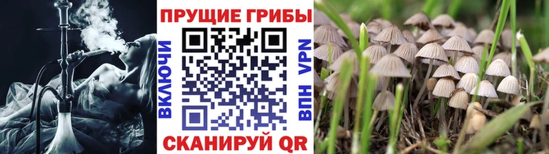 Галлюциногенные грибы Psilocybe  Похвистнево 